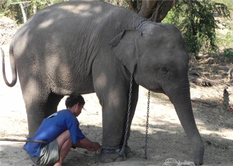 The Elephant Pen