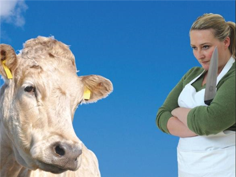 Charolais
