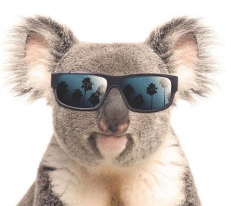 Koalas are Dicks