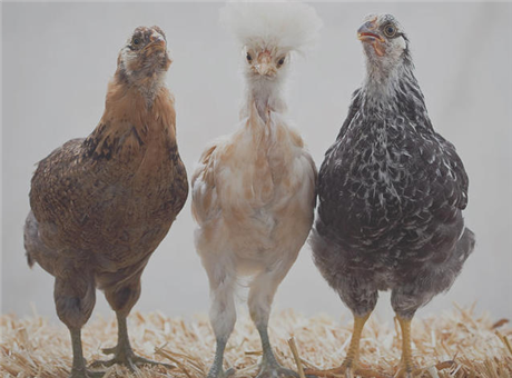 Three Chickens Confront Existence