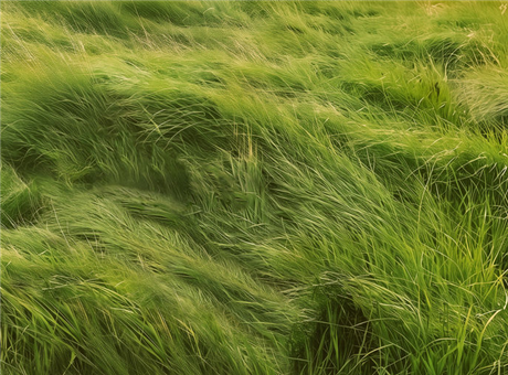 Grass